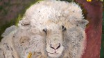 tête de mouton de Nouvelle-Zélande...ébouriffé !